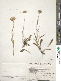 Aster alpinus image