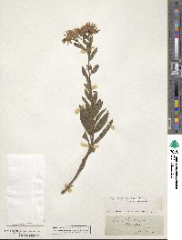 Aster amellus image