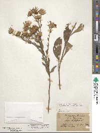 Aster amellus image