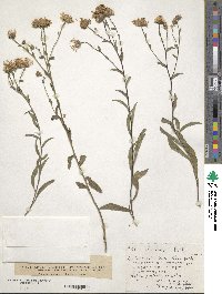 Aster amellus subsp. ibericus image