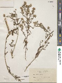 Aster lanceolatus image