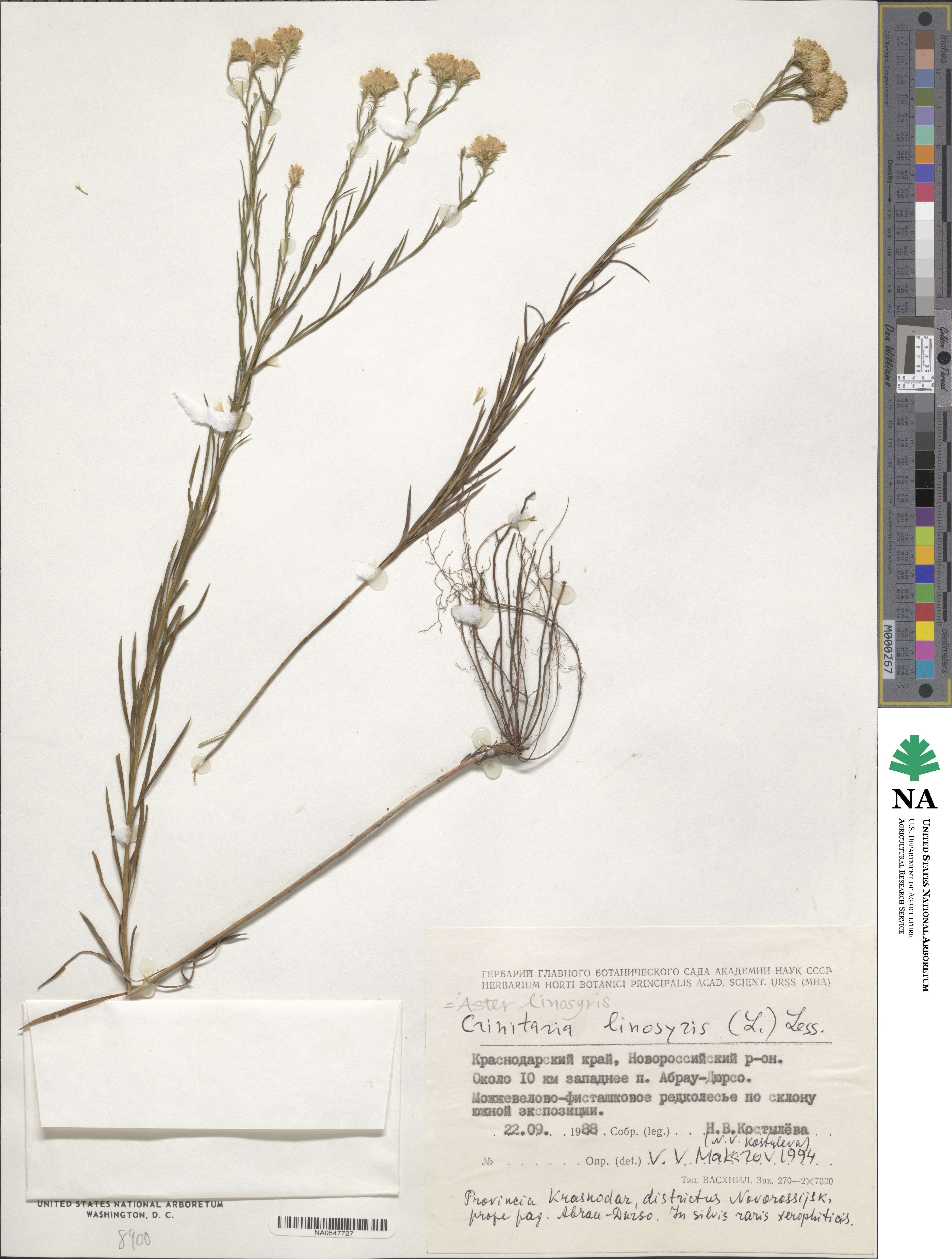 Aster linosyris image