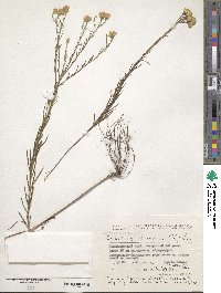 Aster linosyris image