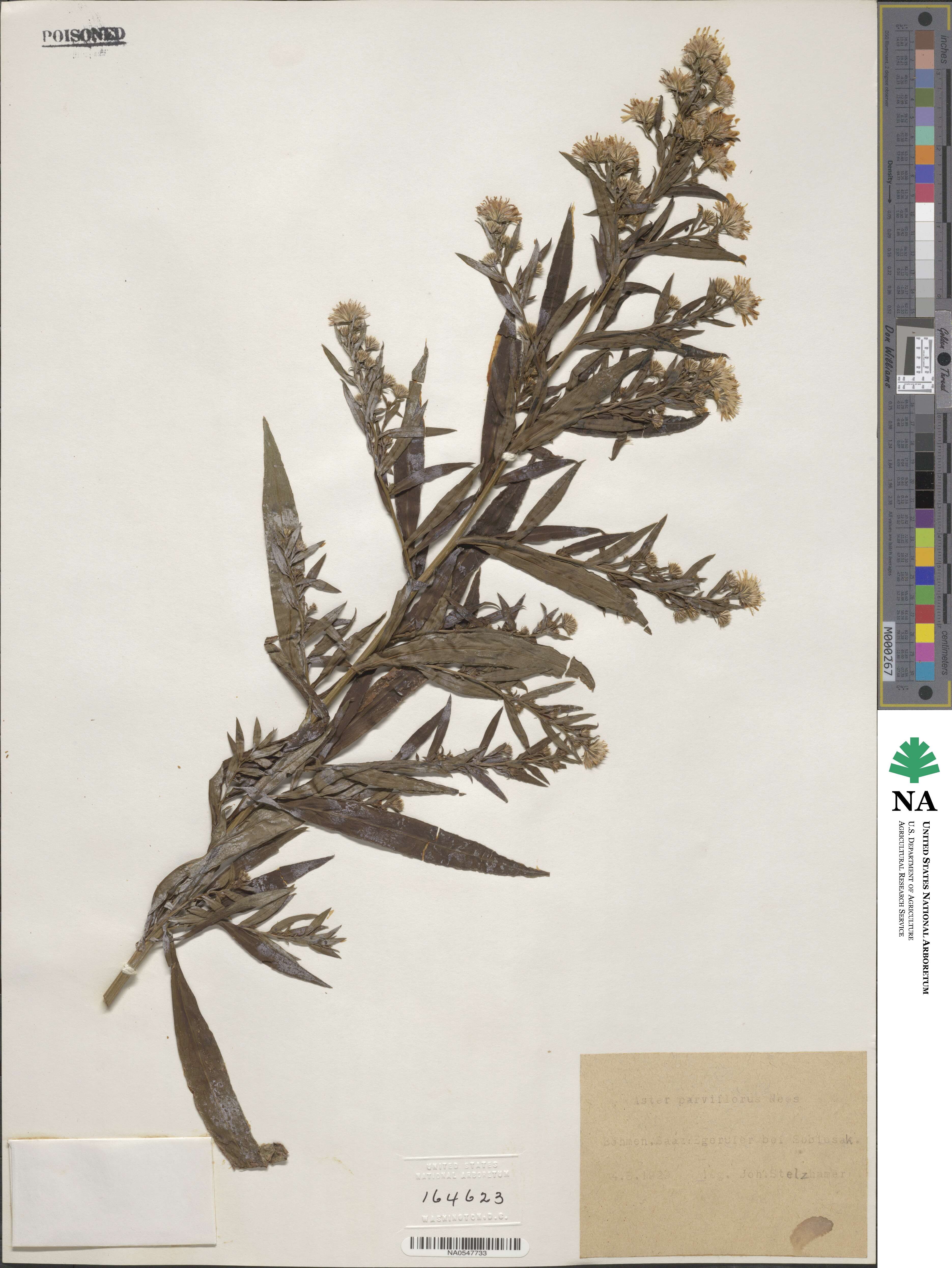 Symphyotrichum tradescantii image