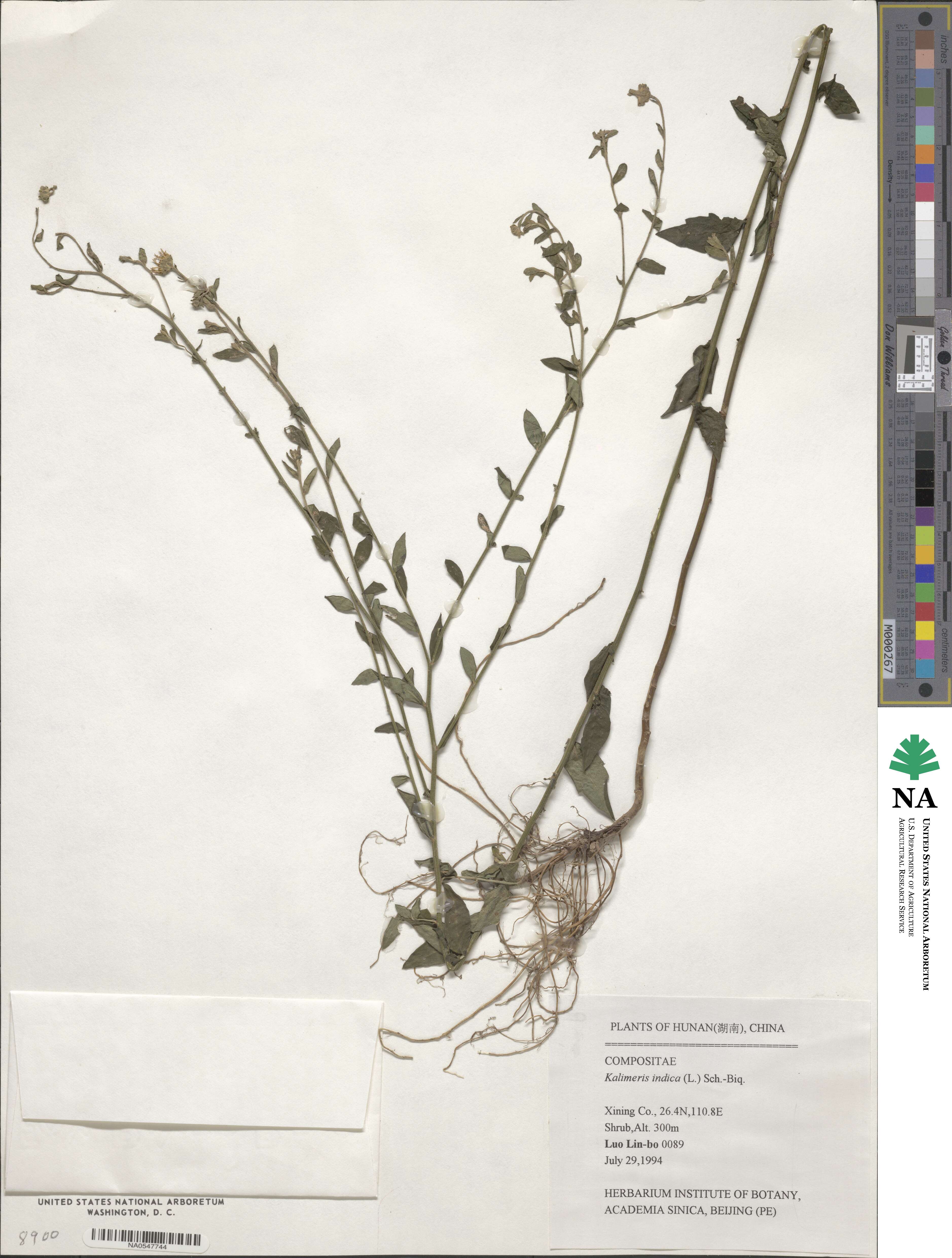 Aster indicus image