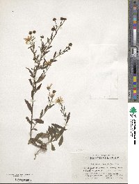 Aster indicus image