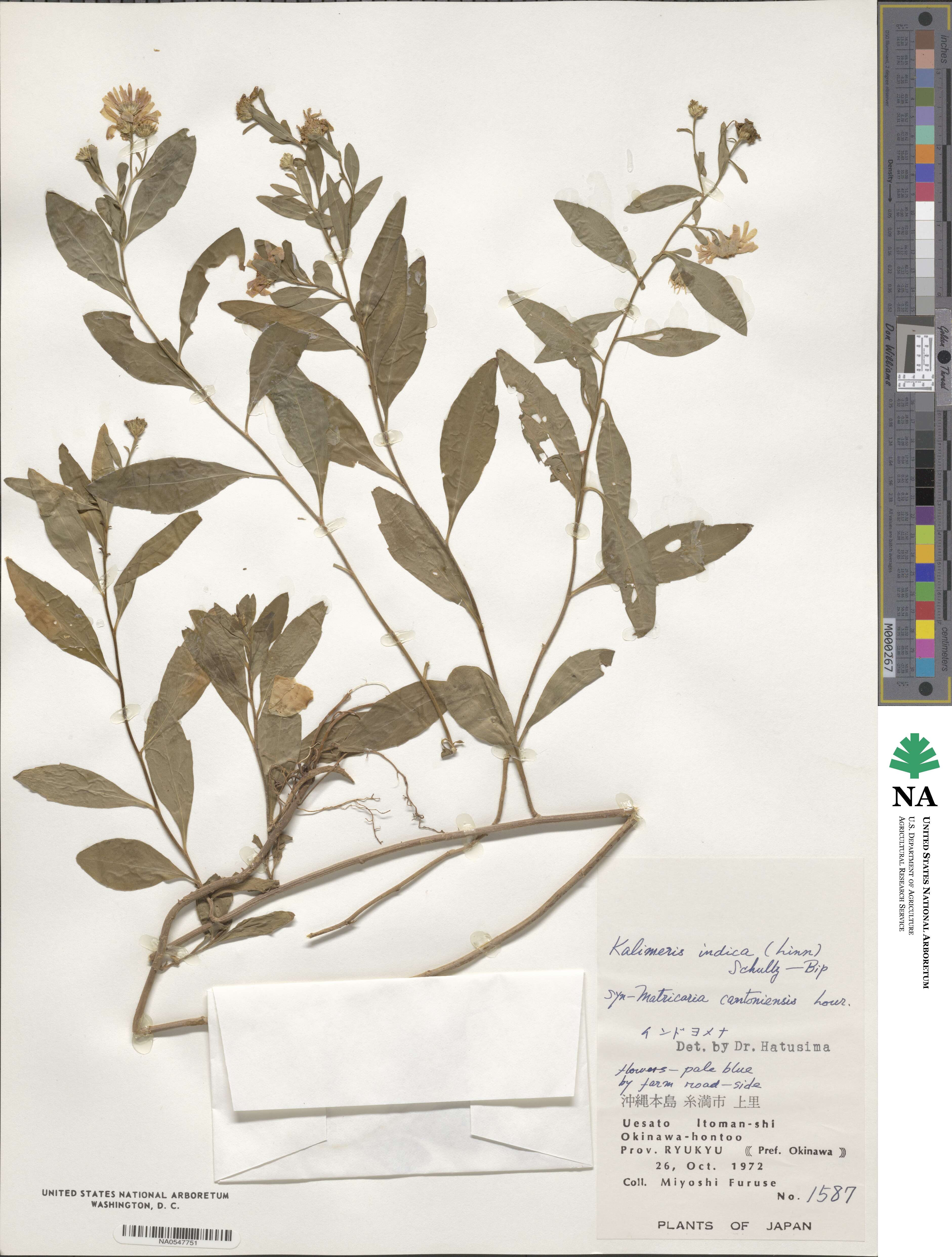 Aster indicus image