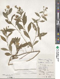 Aster indicus image