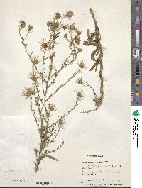 Image of Aster ciliosus