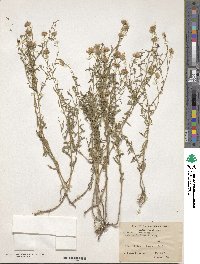 Symphyotrichum ericoides image