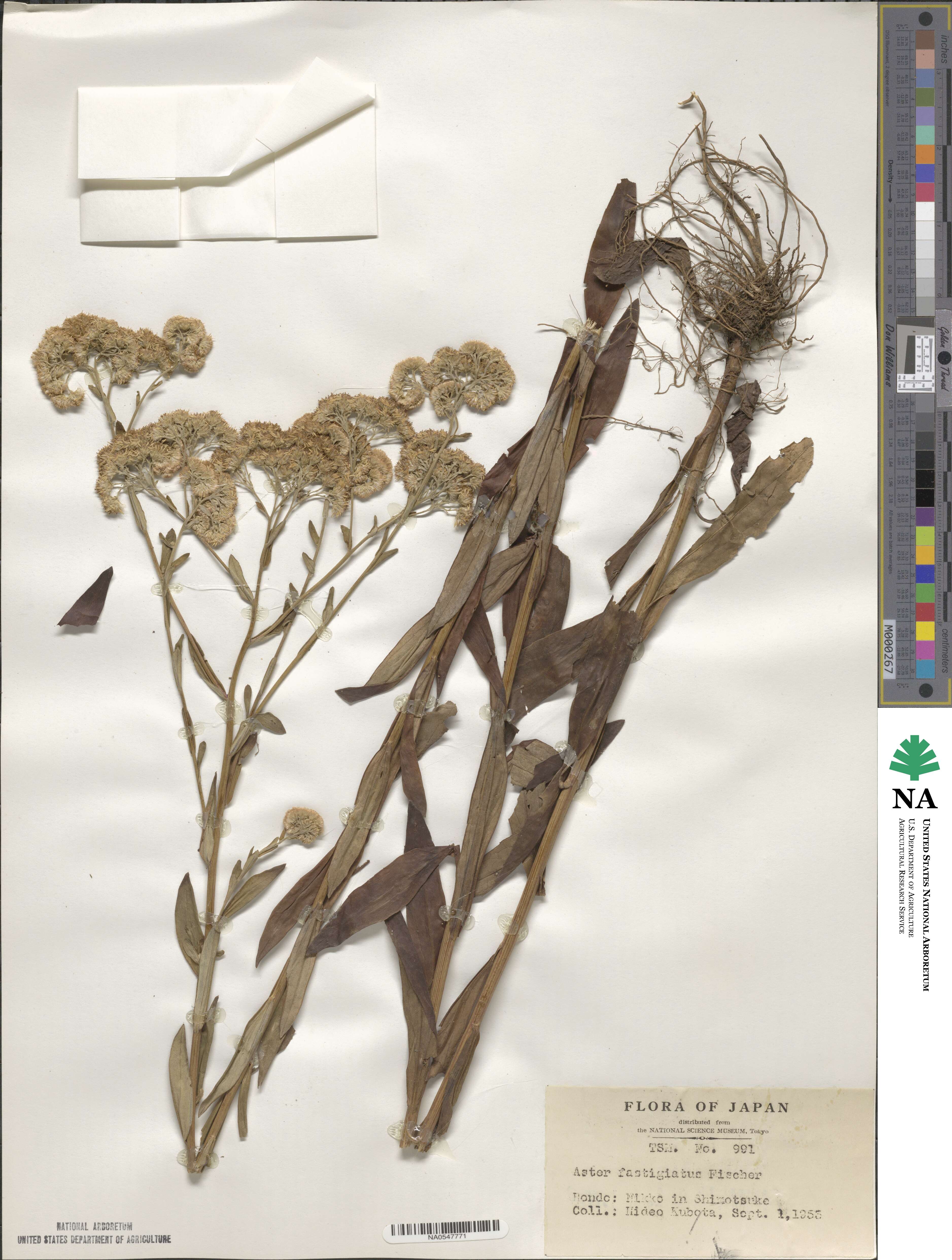 Turczaninowia fastigiata image