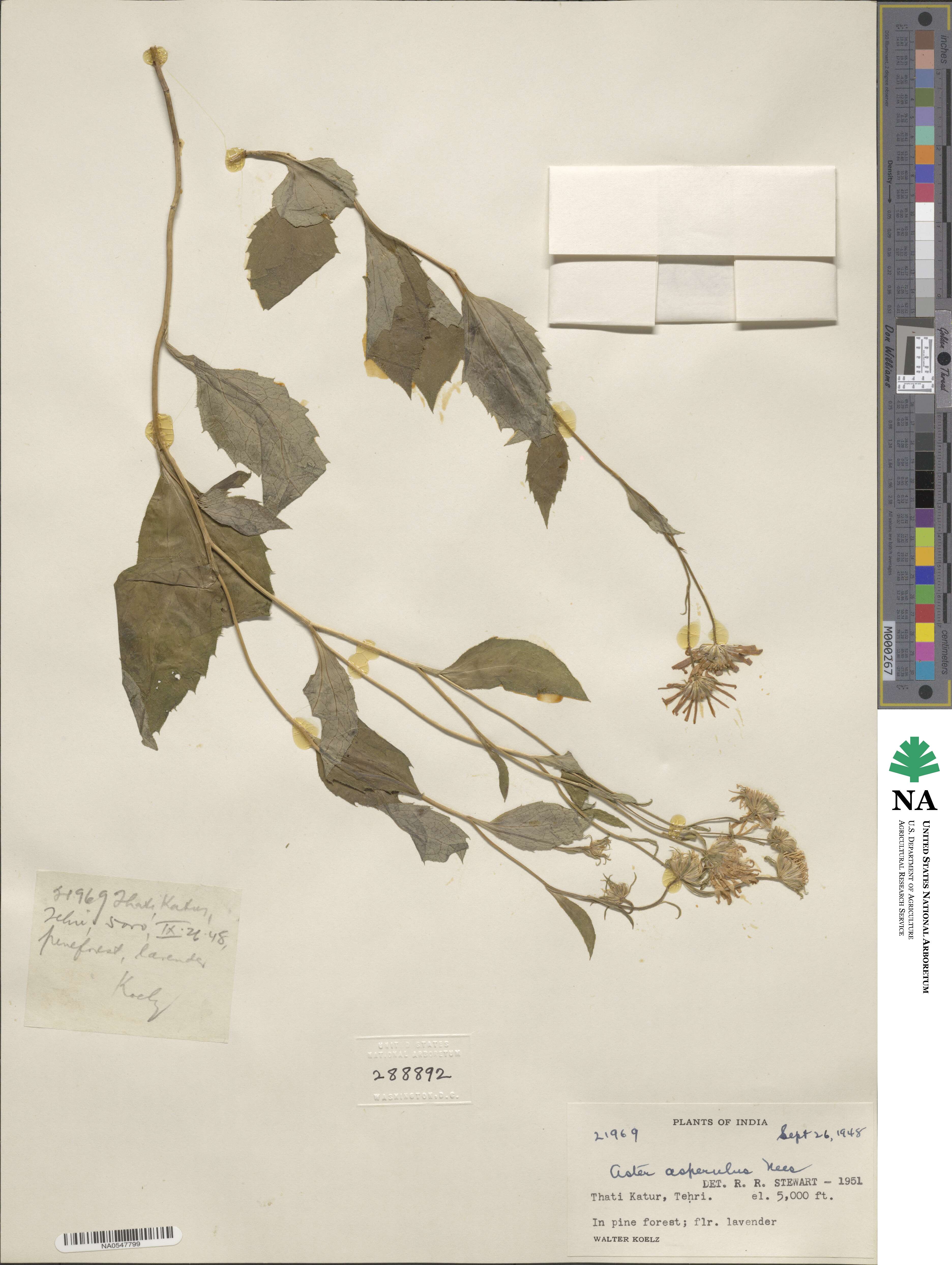 Aster asperulus image