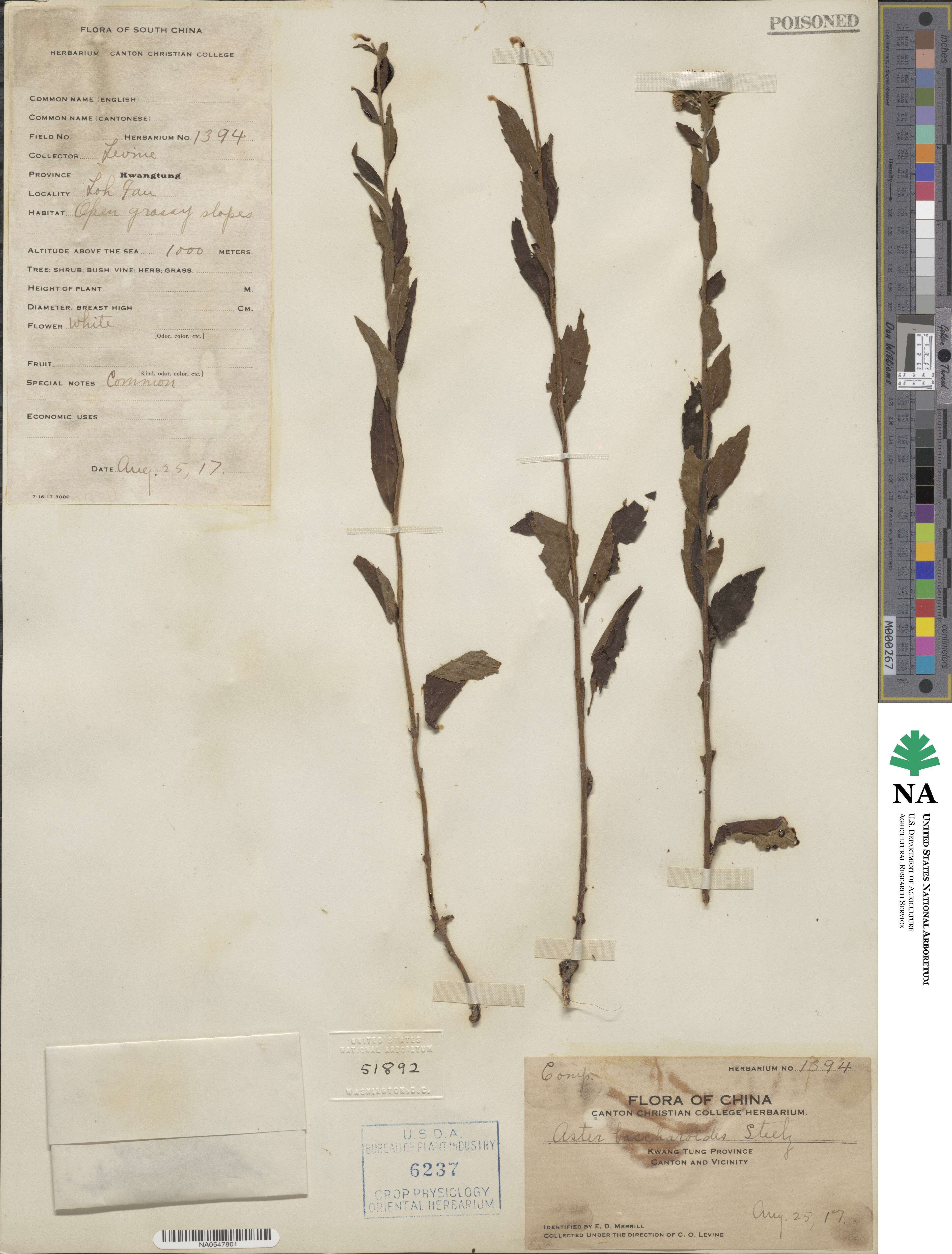 Aster baccharoides image