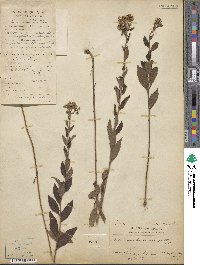 Aster baccharoides image