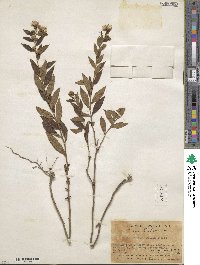 Aster baccharoides image