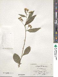 Aster ageratoides image