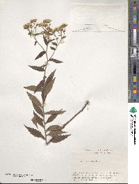 Aster ageratoides image