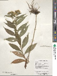 Aster ageratoides image