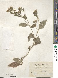 Aster ageratoides image