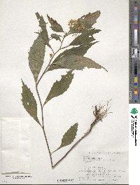 Aster ageratoides image