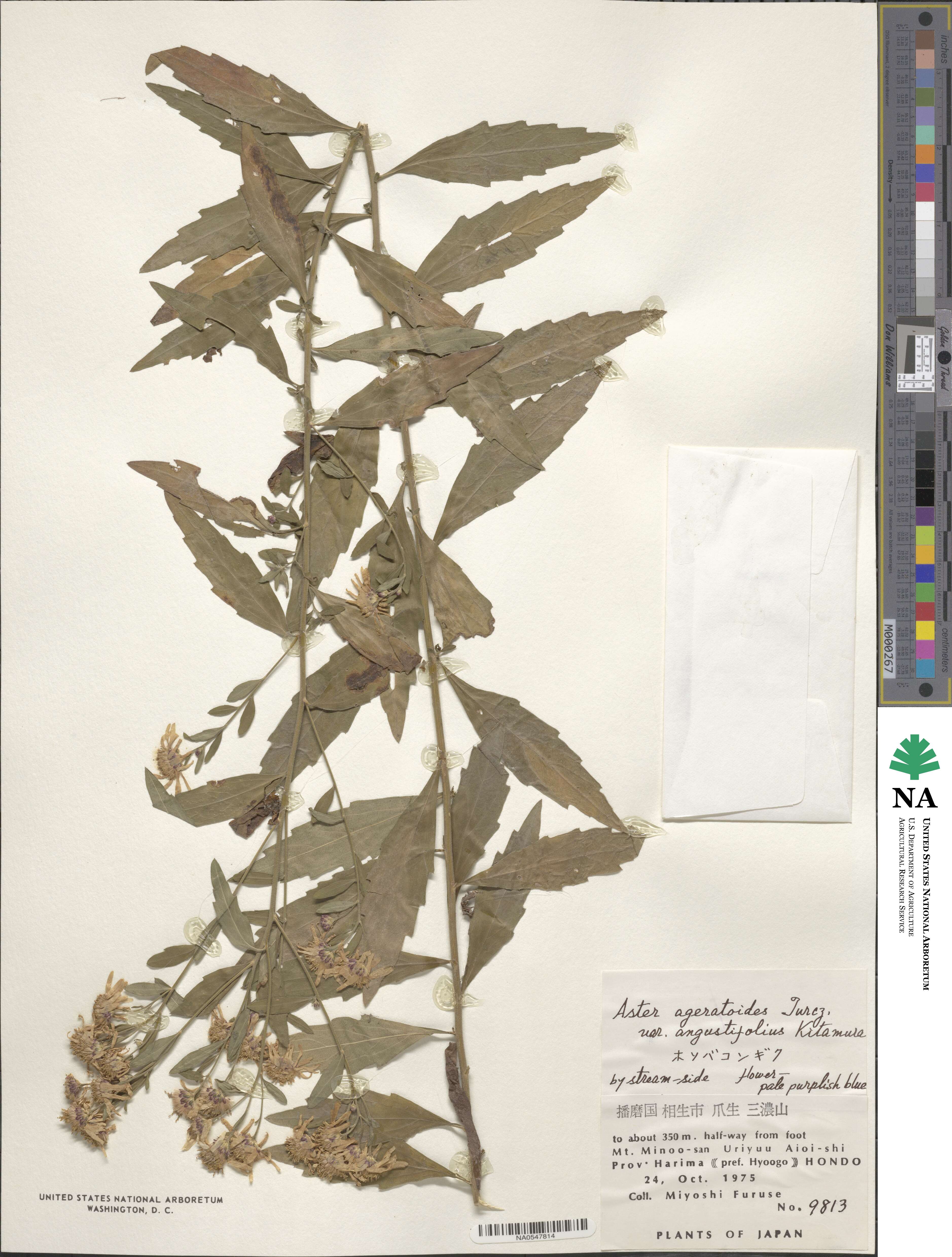 Aster ageratoides image