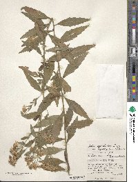 Aster ageratoides image