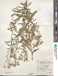 Aster ageratoides image