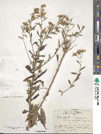 Aster ageratoides var. angustifolius image