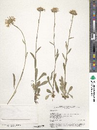 Aster alpinus image