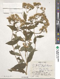 Aster ageratoides image