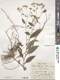 Aster ageratoides image