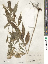 Aster ageratoides image