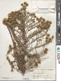 Aster kantoensis image