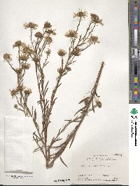 Aster kantoensis image