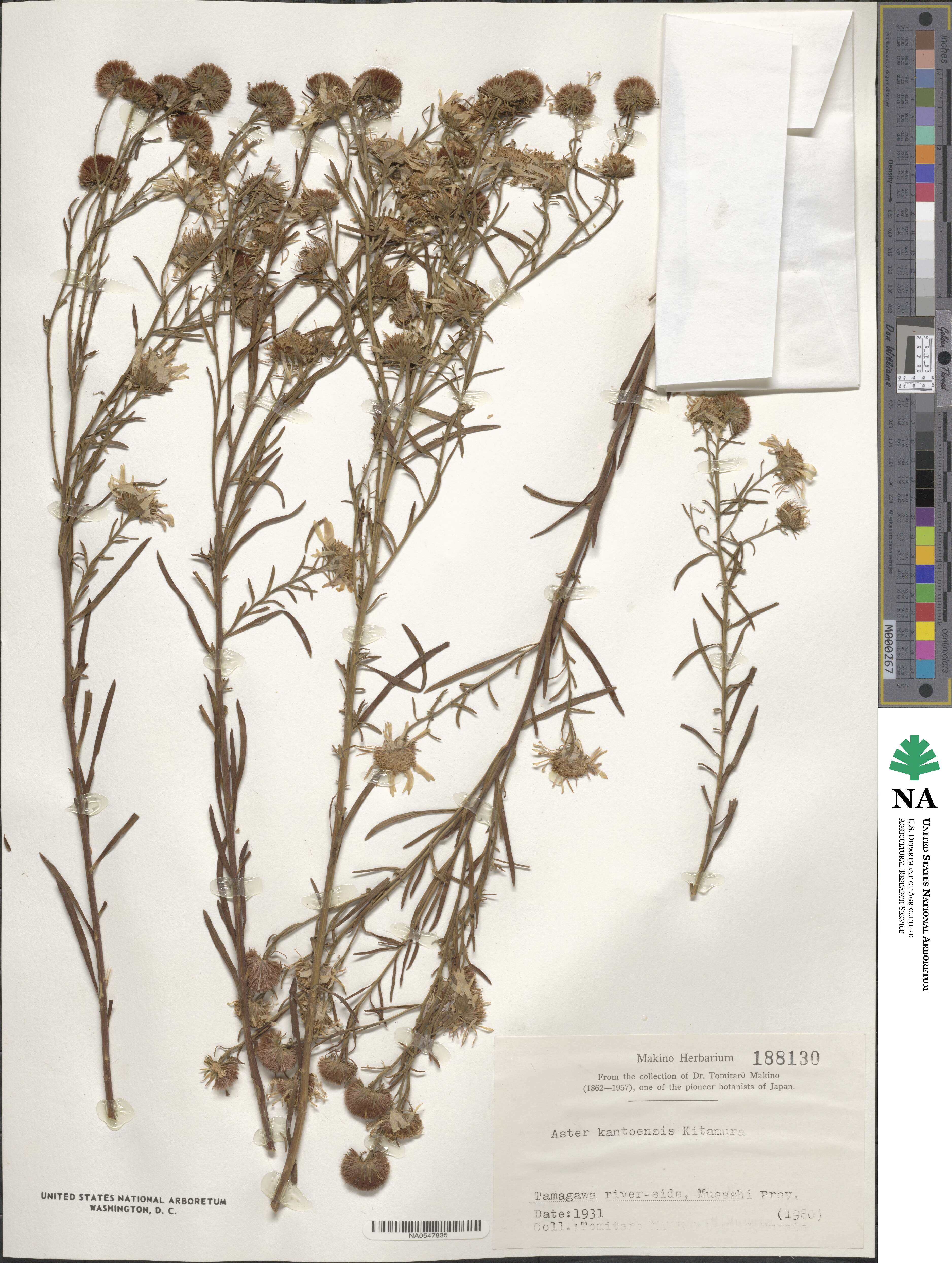 Aster kantoensis image