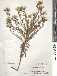 Aster kantoensis image