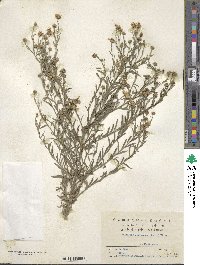 Image of Aster lautureanus