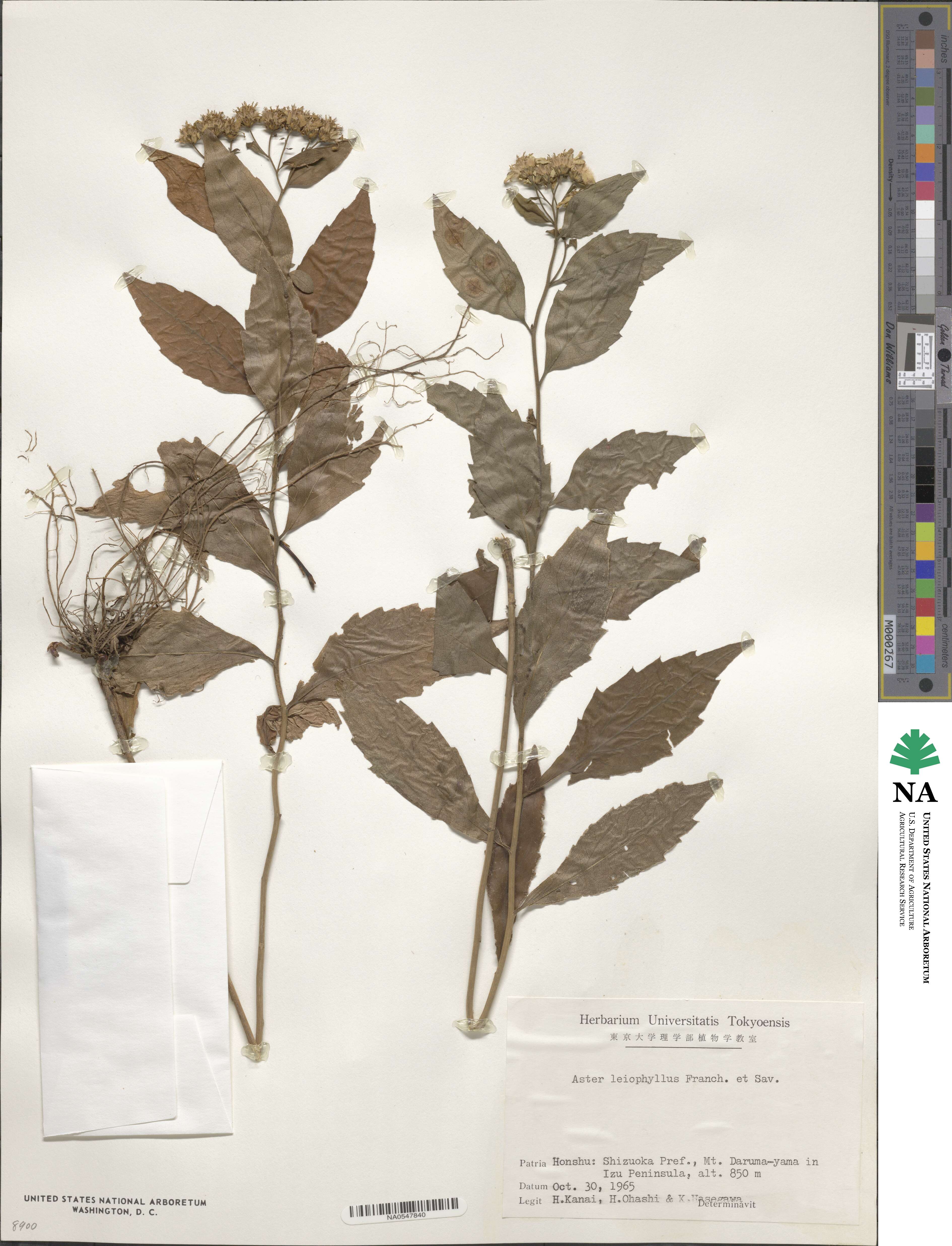 Aster leiophyllus image