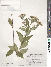 Aster ovatus var. microcephalus image