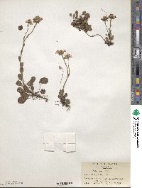 Image of Aster miyagii