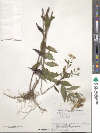 Aster ovatus image