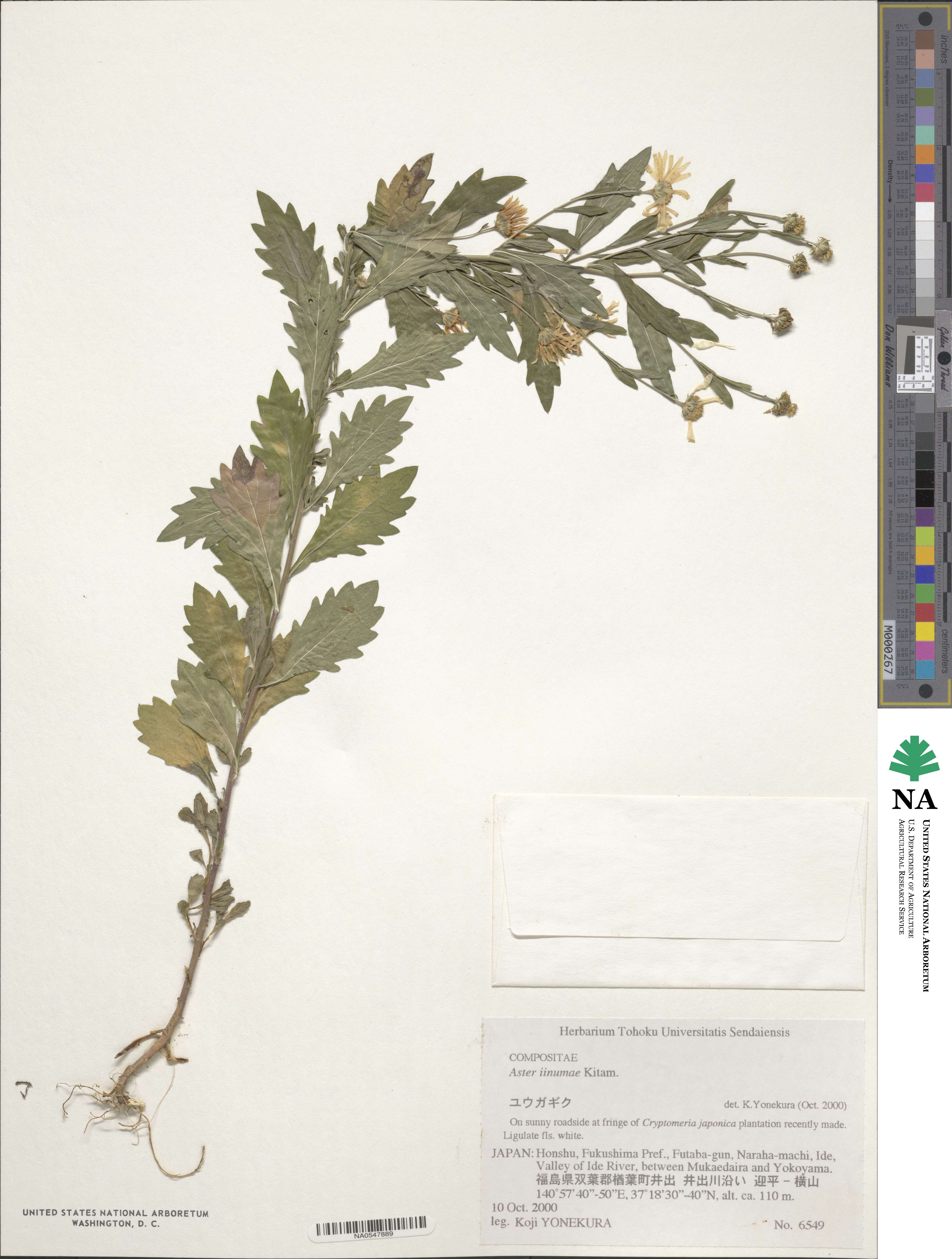 Kalimeris pinnatifida image