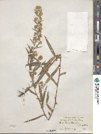 Aster paniculatus image