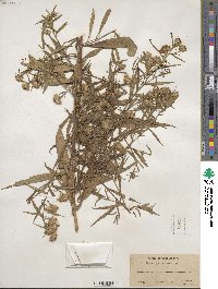 Aster paniculatus image