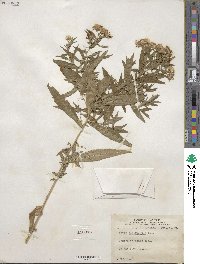 Aster paniculatus image