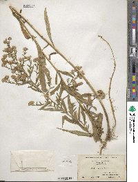 Aster paniculatus image