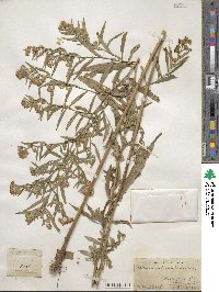 Aster paniculatus image