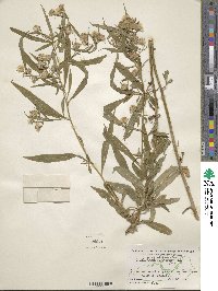 Aster paniculatus image