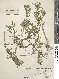 Aster paniculatus image