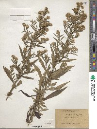 Aster paniculatus image